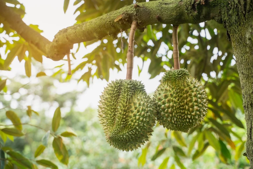 durian re dei frutti asiatici